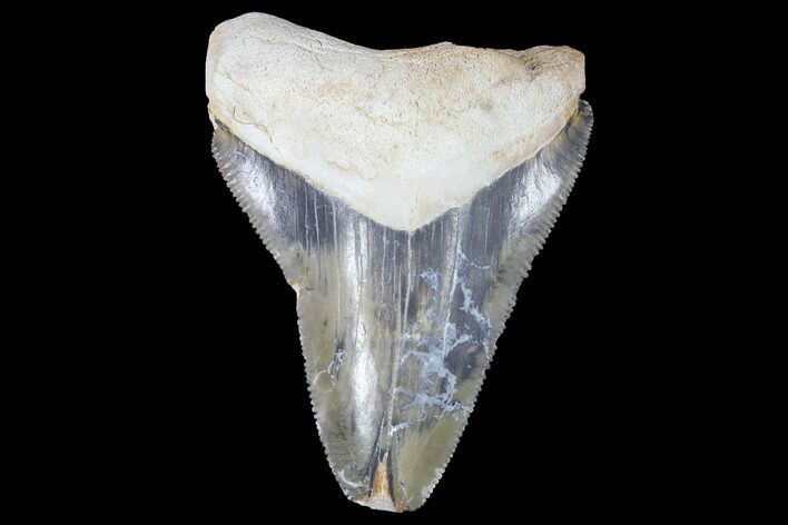 Serrated, Bone Valley Megalodon Tooth - Florida #99872